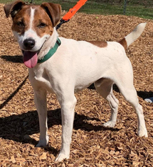 Jack Russell Terrier Dogs for adoption in Rustburg, VA, USA