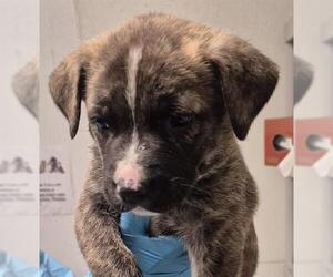 Mutt Dogs for adoption in Bakersfield, CA, USA