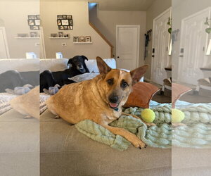 Texas Heeler Dogs for adoption in McKinney, TX, USA