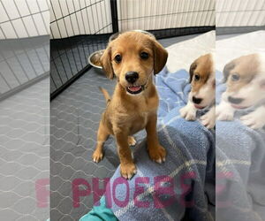 Mutt Dogs for adoption in Jackson Township, NJ, USA