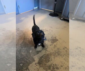 Dachsador Dogs for adoption in Tallahassee, FL, USA