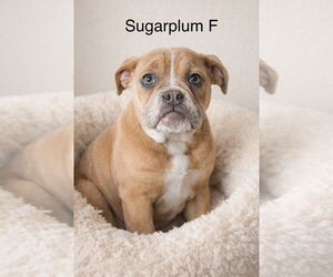 Bulldog Dogs for adoption in Studio City, CA, USA