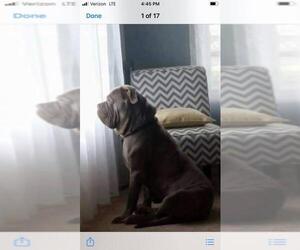 Neapolitan Mastiff Dogs for adoption in Ellisville, MO, USA