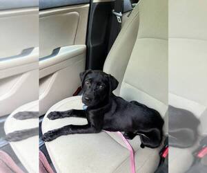 Labrador Retriever-Unknown Mix Dogs for adoption in Springdale, PA, USA