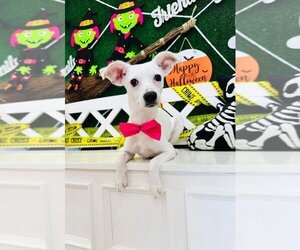 Medium Photo #1 Chiweenie Puppy For Sale in Oak Bluffs, MA, USA