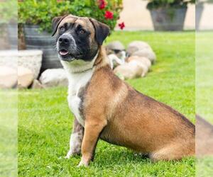 Cardigan Welsh Corgi-Unknown Mix Dogs for adoption in Camarillo, CA, USA