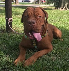 Dogue de Bordeaux Dogs for adoption in Davie, FL, USA
