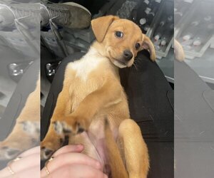 Chiweenie Dogs for adoption in Tuscaloosa, AL, USA