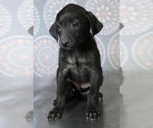 Labrador Retriever-Unknown Mix Dogs for adoption in Morton Grove, IL, USA