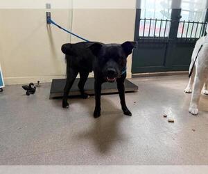 American Pit Bull Terrier-Unknown Mix Dogs for adoption in Pasadena, CA, USA