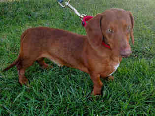 Dachshund Dogs for adoption in San Clemente, CA, USA