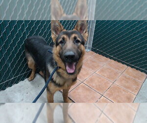 German Shepherd Dog Dogs for adoption in Downey, CA, USA