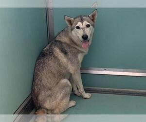 Siberian Husky Dogs for adoption in Moreno Valley, CA, USA