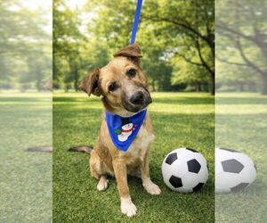 Collie-Unknown Mix Dogs for adoption in Euless, TX, USA