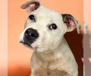 American Pit Bull Terrier-Unknown Mix Dogs for adoption in Jefferson, WI, USA