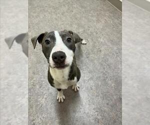 American Pit Bull Terrier Dogs for adoption in Saginaw, MI, USA