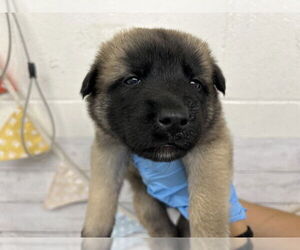 German Shepherd Dog-Unknown Mix Dogs for adoption in San Bernardino, CA, USA