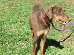 Doberman Pinscher Dogs for adoption in Yakima, WA, USA