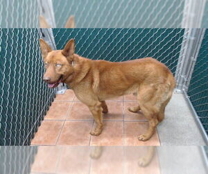 German Shepherd Dog Dogs for adoption in Downey, CA, USA