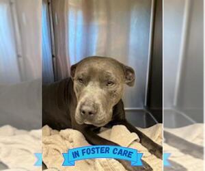 American Staffordshire Terrier-Unknown Mix Dogs for adoption in Tallahassee, FL, USA