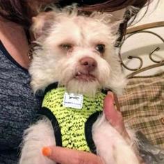 Cairn Terrier Dogs for adoption in Dallas, TX, USA