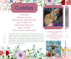 Boxer-Unknown Mix Dogs for adoption in Rancho Cordova, CA, USA