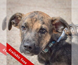 Boxer-German Shepherd Dog Mix Dogs for adoption in Huntley, IL, USA