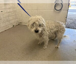 Maltese-Unknown Mix Dogs for adoption in San Bernardino, CA, USA