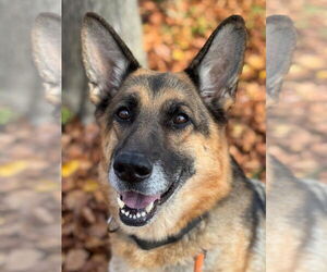 German Shepherd Dog-Unknown Mix Dogs for adoption in Woodland, CA, USA