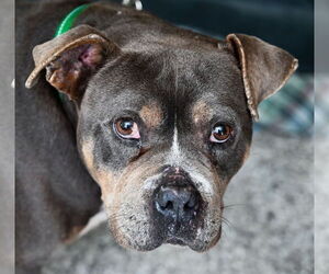 American Bulldog-Unknown Mix Dogs for adoption in Chattanooga, TN, USA