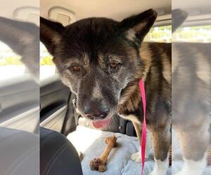 Akita Dogs for adoption in Los Banos, CA, USA