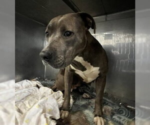 Mutt Dogs for adoption in Downey, CA, USA
