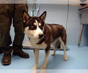 Siberian Husky Dogs for adoption in Moreno Valley, CA, USA