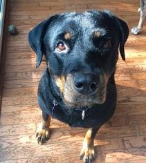 Rottweiler Dogs for adoption in Brownsboro, AL, USA