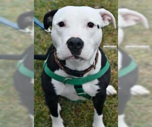 American Pit Bull Terrier-Unknown Mix Dogs for adoption in Niagara Falls, NY, USA