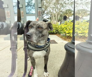 Catahoula Leopard Dog-Unknown Mix Dogs for adoption in Sanford, FL, USA