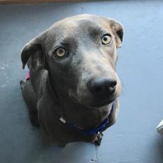 Small Blue Lacy