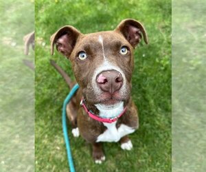 Mutt Dogs for adoption in Rockaway, NJ, USA