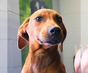 American Staffordshire Terrier-Unknown Mix Dogs for adoption in San Antonio, TX, USA