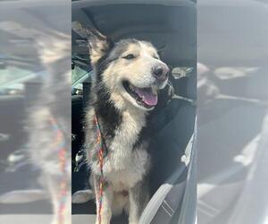 Siberian Husky Dogs for adoption in Houston, TX, USA