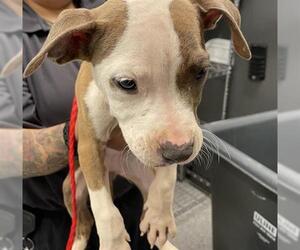 American Pit Bull Terrier Dogs for adoption in Houston, TX, USA