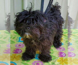 Shih Tzu Dogs for adoption in Mountain View, MO, USA
