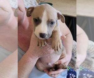 Staffordshire Bull Terrier Dogs for adoption in Tonopah, AZ, USA