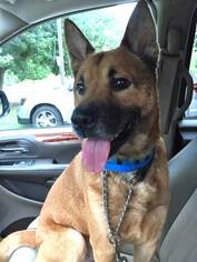 Shiba Inu Dogs for adoption in Decatur, GA, USA