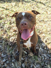 American Staffordshire Terrier Dogs for adoption in Park Falls, WI, USA