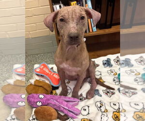 American Pit Bull Terrier-Labrador Retriever Mix Dogs for adoption in Oakhurst, NJ, USA