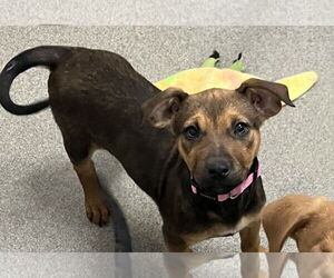 Mutt Dogs for adoption in Sterling, MA, USA