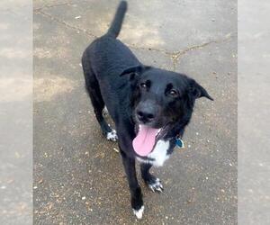 Labrador Retriever-Unknown Mix Dogs for adoption in Chattanooga, TN, USA