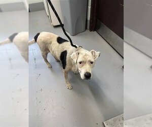 Labrador Retriever-Unknown Mix Dogs for adoption in Corpus Christi, TX, USA