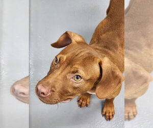 Unknown-Vizsla Mix Dogs for adoption in Hilton Head, SC, USA